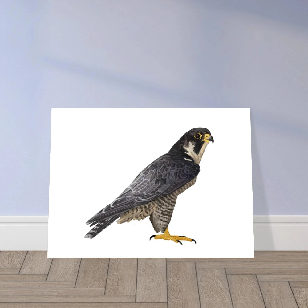 Peregrine Falcon Print