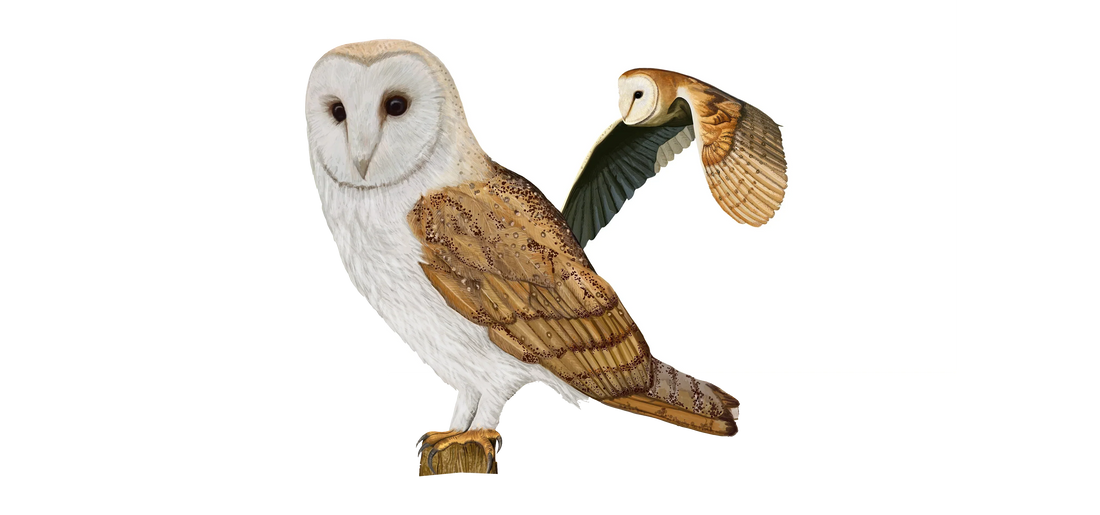 The Enigmatic Barn Owl - A Silent Predator of the Night