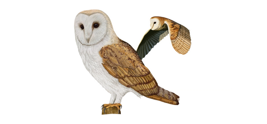 The Enigmatic Barn Owl - A Silent Predator of the Night