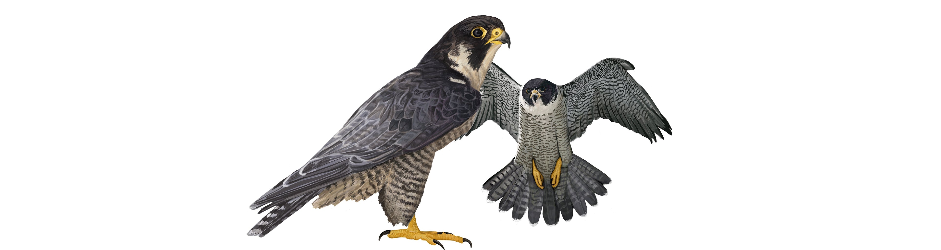 Peregrine Falcon Illustration
