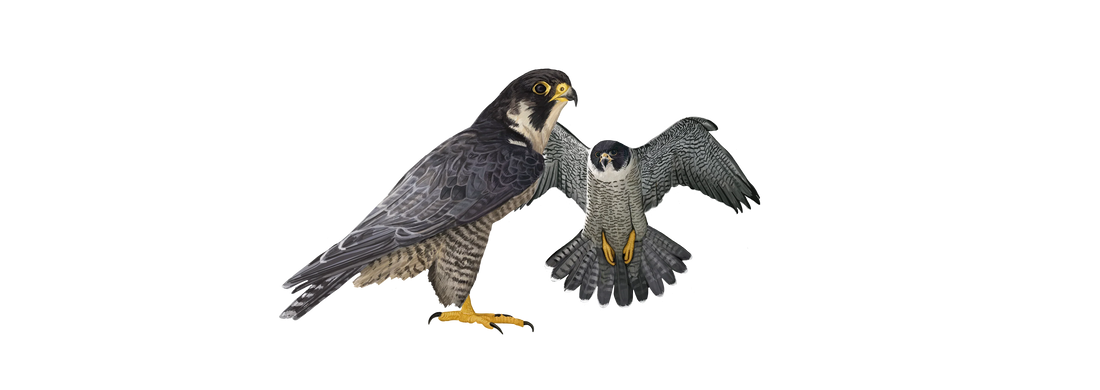 Peregrine Falcon