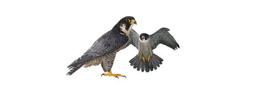 Peregrine Falcon