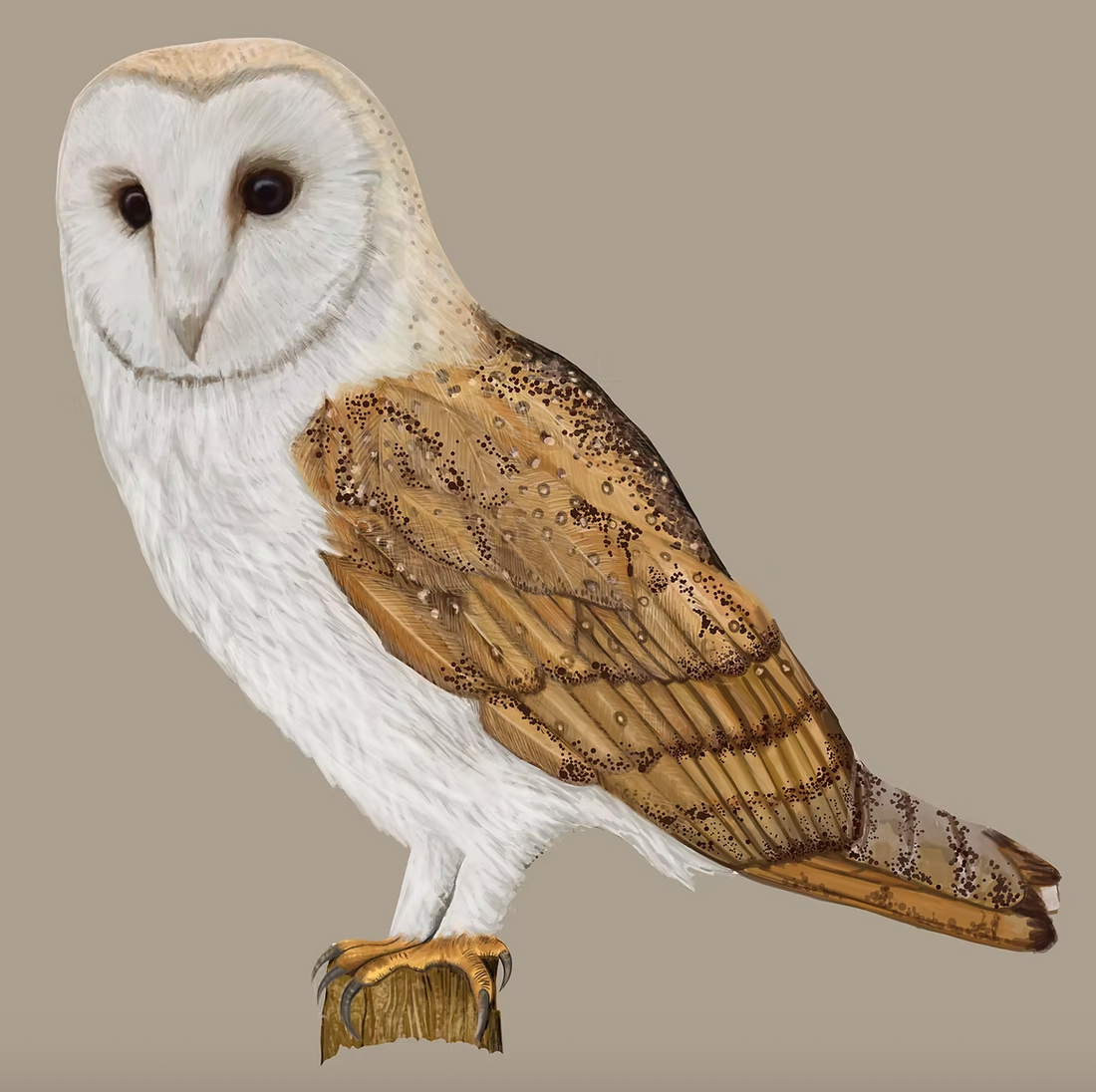 The Enigmatic Barn Owl - A Silent Predator of the Night