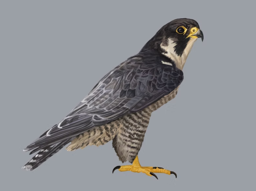 Peregrine Falcon Illustration