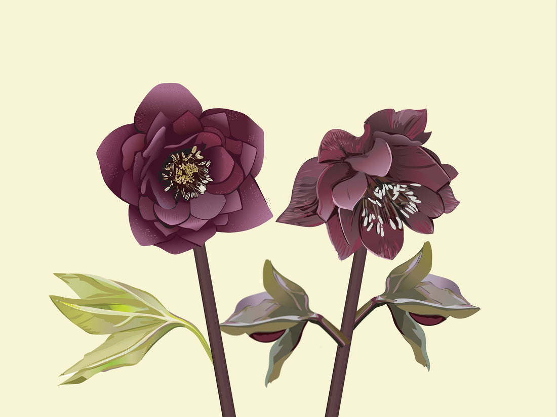 Hellebores in Bloom: Introducing “Double Ellen Red Hellebore”