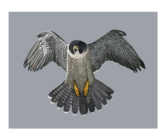 Peregrine Falcon Artwork for Modern Spaces