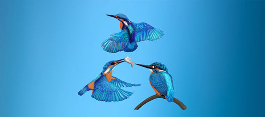 How to Choose Bird Illustration Prints