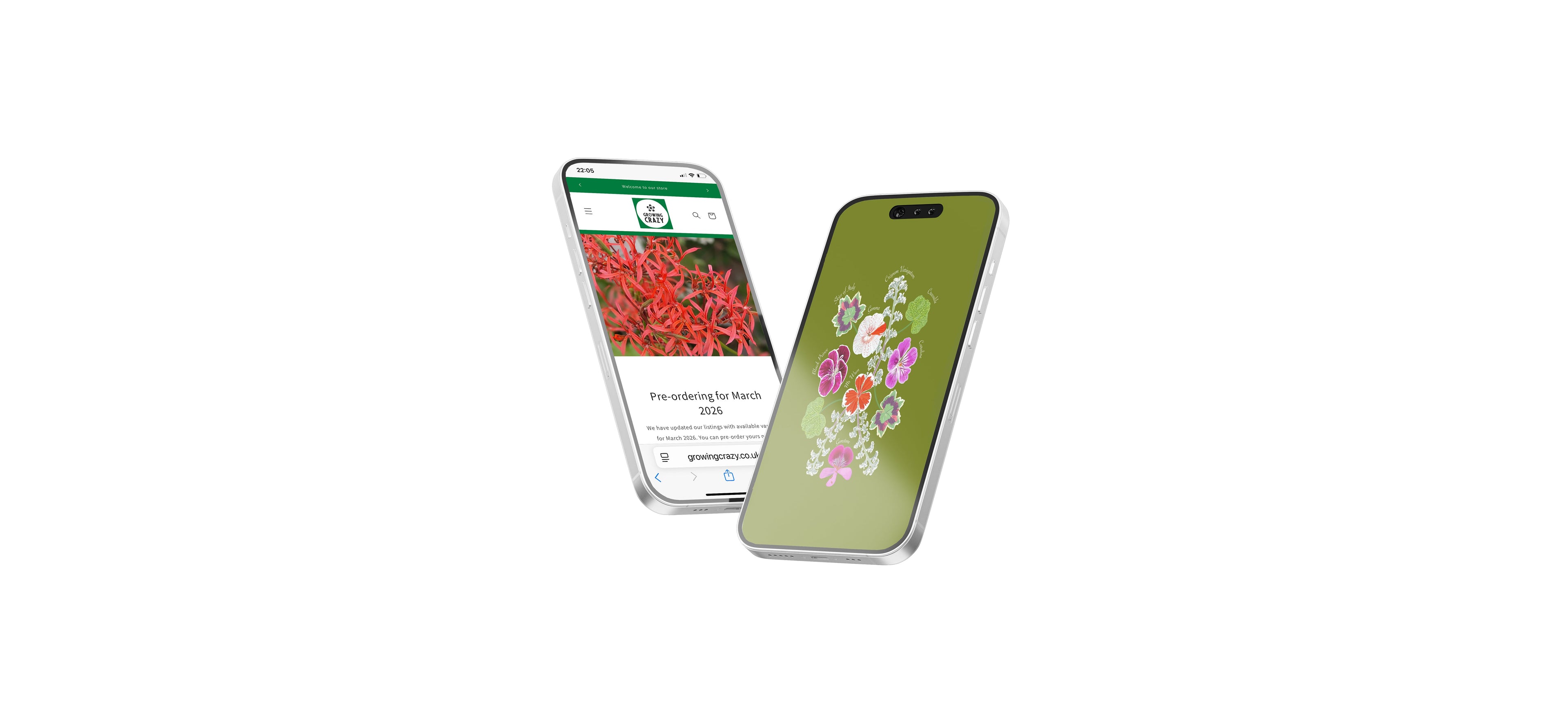 Growing Crazy for Pelargoniums Illustration