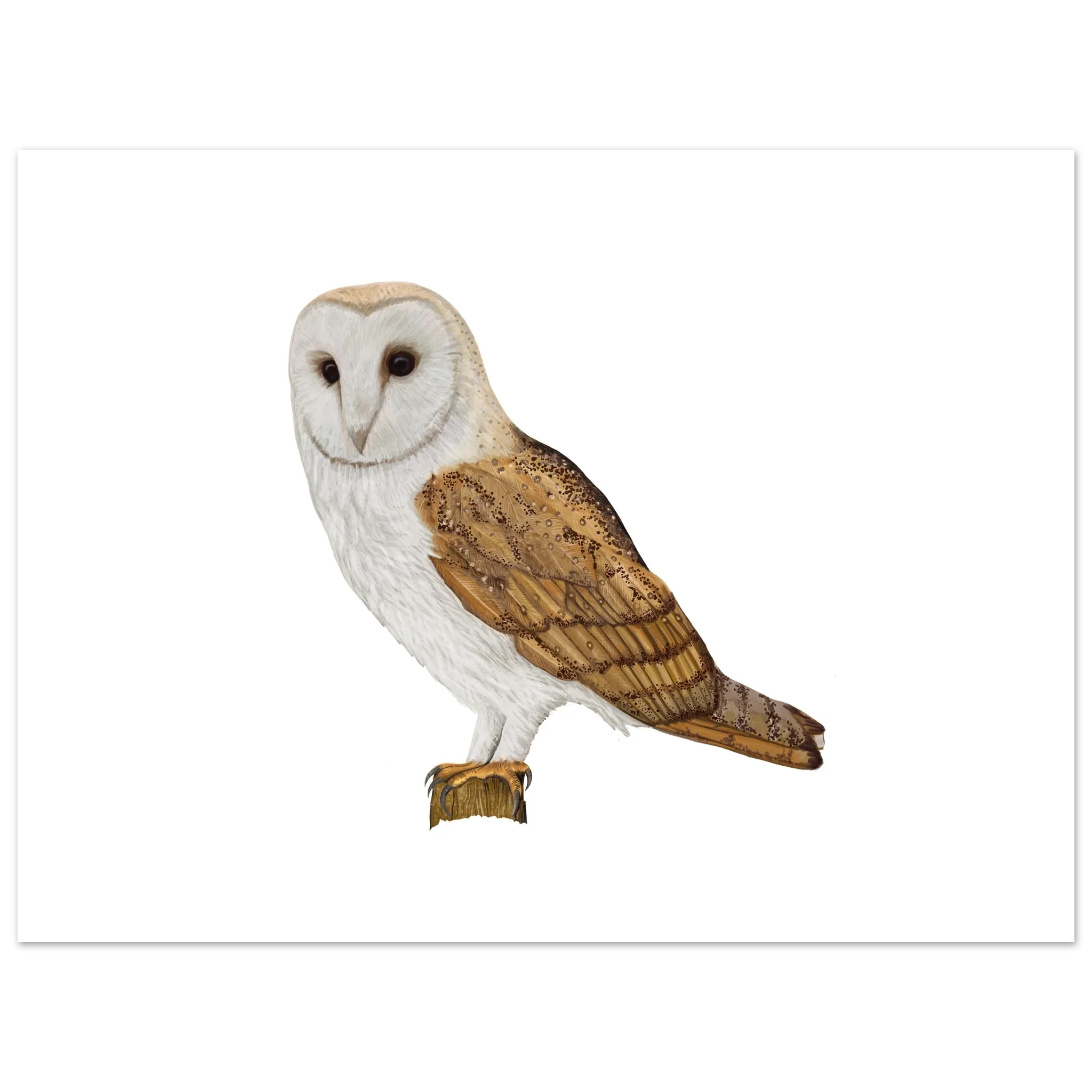 Barn Owl Collection