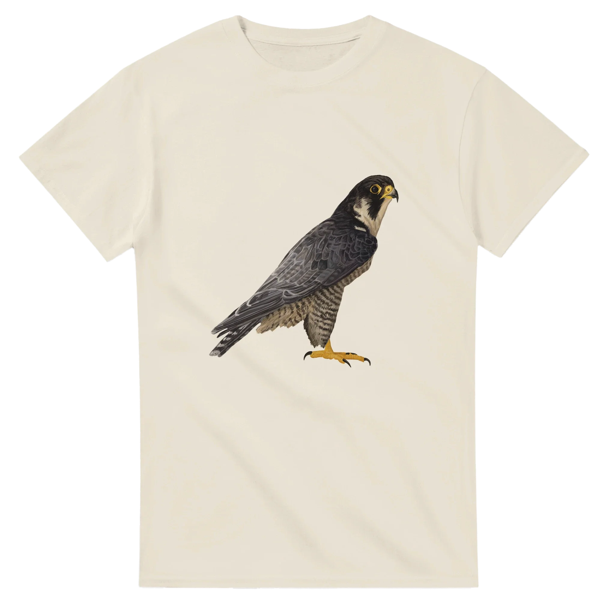 Peregrine Falcon Collection