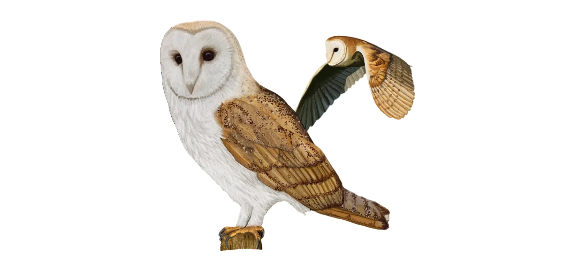 Barn owl illustration with detailed feathers, perched and in flight, wildlife art