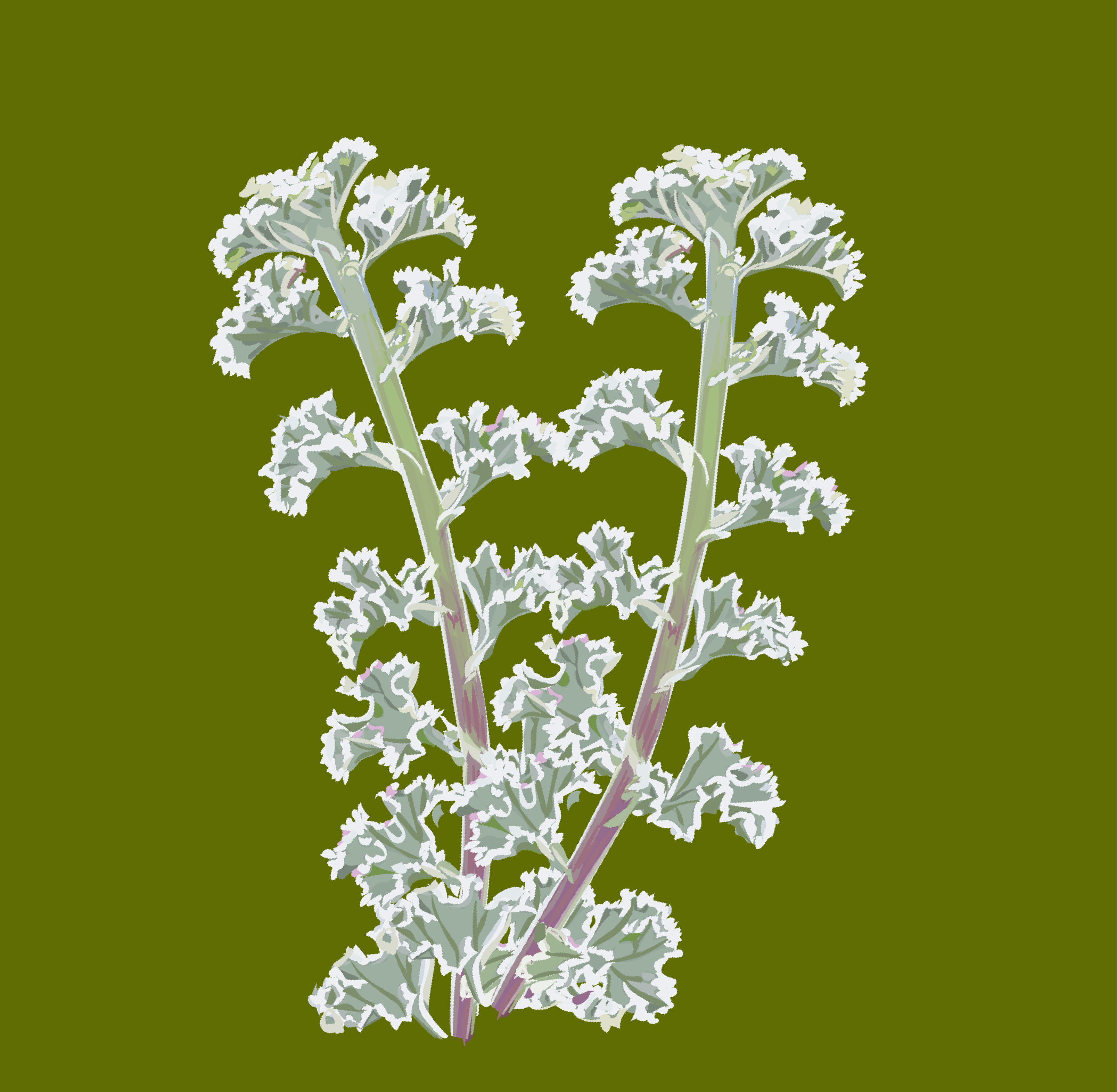 Crispum Variegatum.png