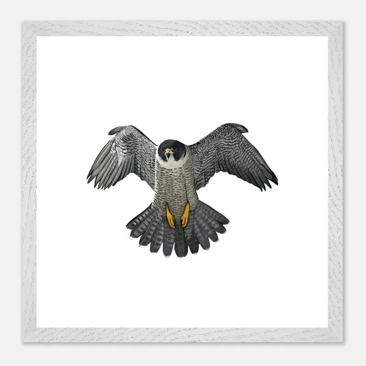 Framed wall art featuring a detailed illustration of a falcon with wings spread, centered on a white background with a light wood frame.