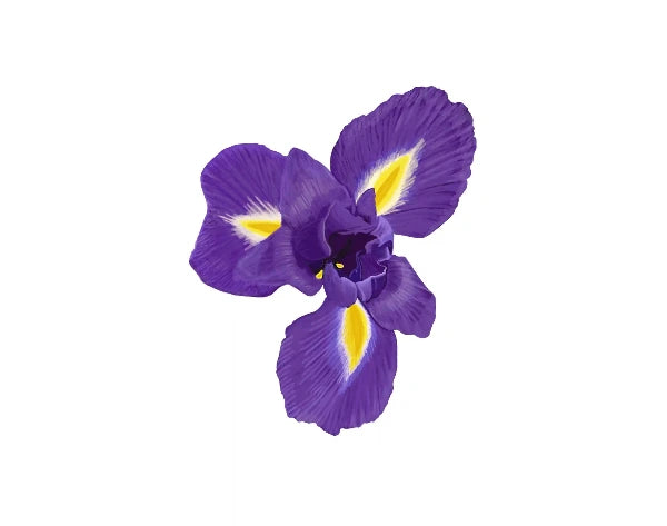 A single purple iris flower with bright yellow and white markings, isolated on a solid white background.