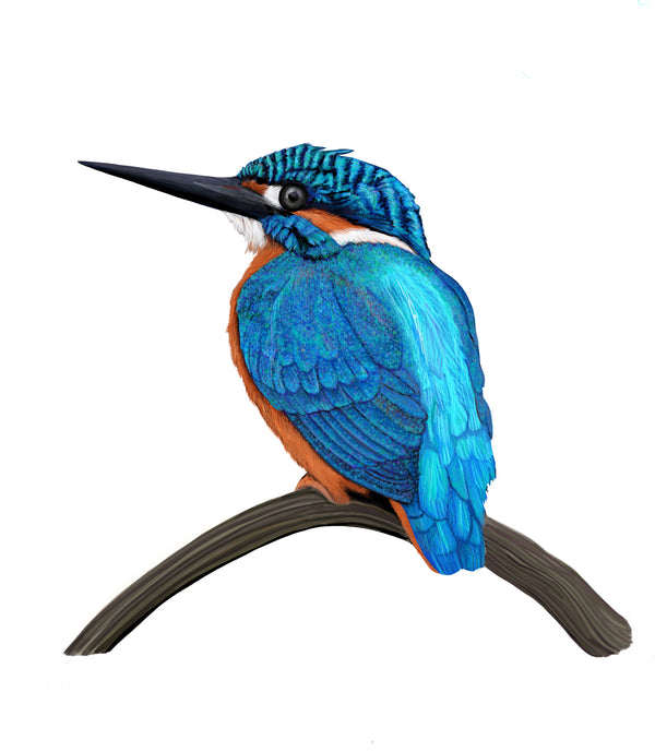 Cathy Whittall Artist