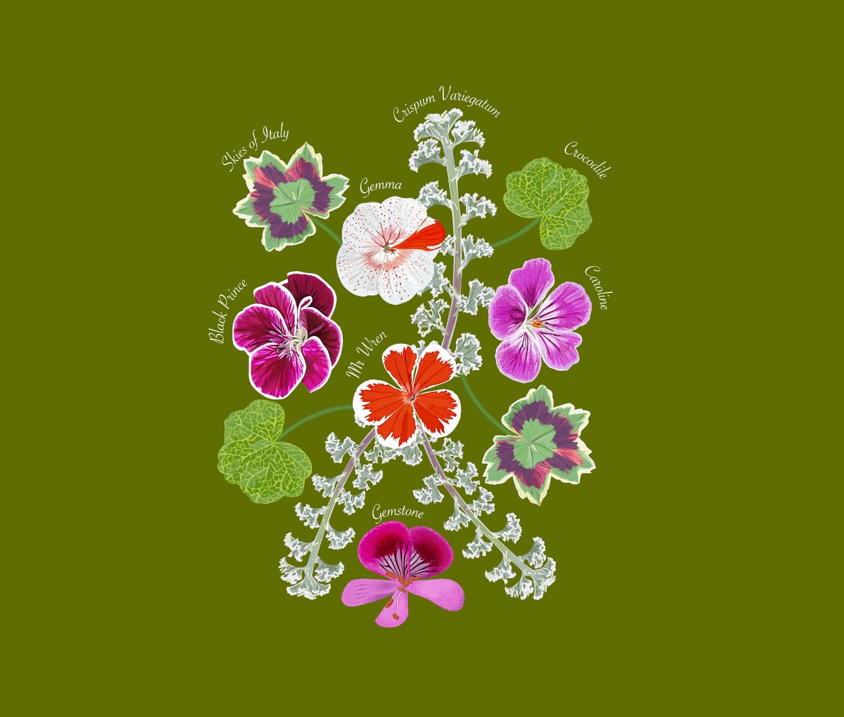 A graphic illustration of a cluster of pelargoniums on a solid olive green background, featuring various colourful flowers with white and green leaves and small handwritten labels.