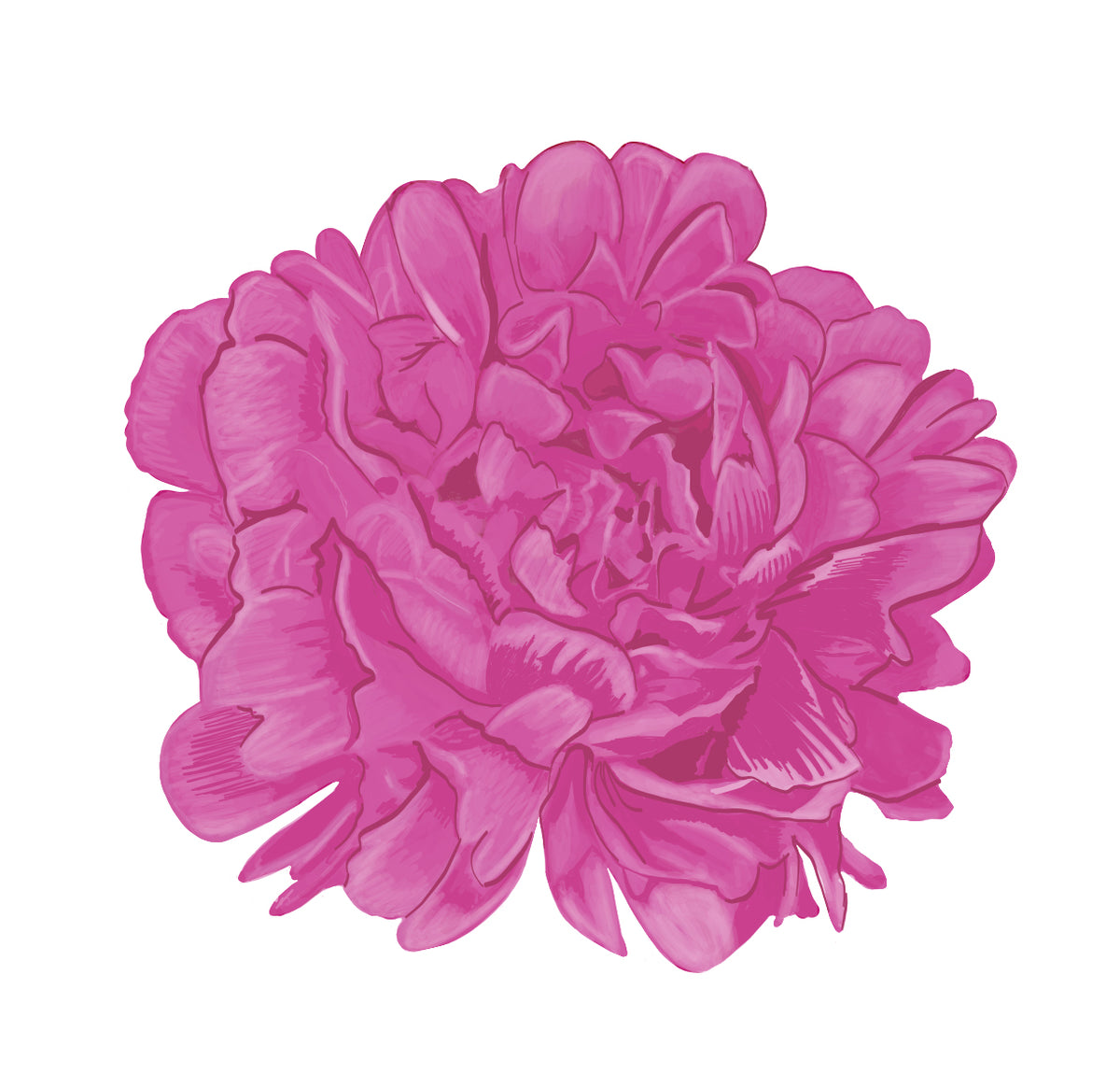 A vibrant pink peony flower illustration on a solid white background.