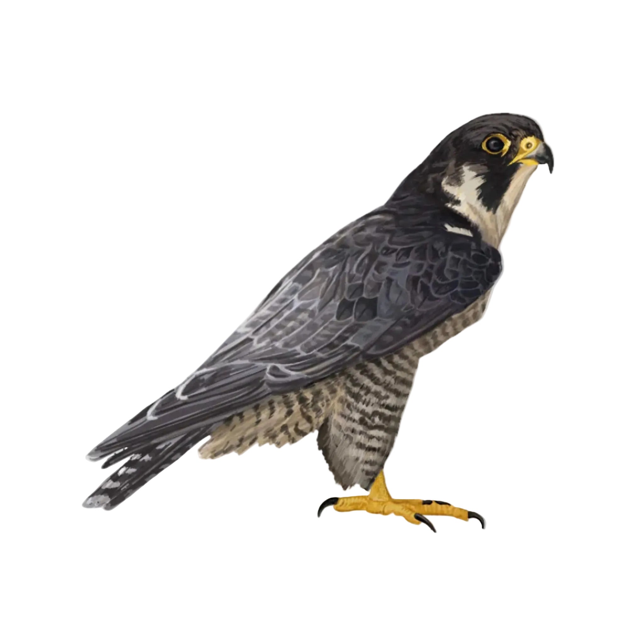 A detailed illustration of a peregrine falcon, shown in profile facing right, with dark gray and black feathers, a cream-colored chest, and a yellow beak and talons, isolated on a solid white background.