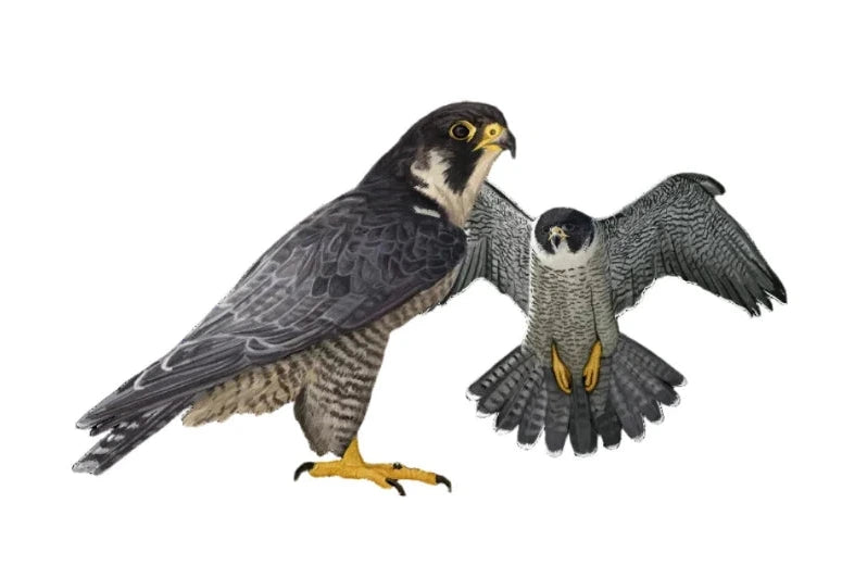 Detailed illustration of two peregrine falcons, showcasing vibrant wildlife art with striking plumage and yellow talons.