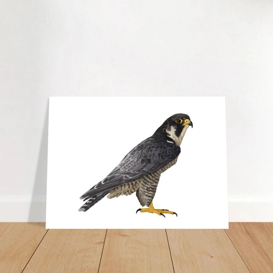A vertical art print featuring a detailed illustration of a peregrine falcon standing on a white background, leaning against a white wall on a light wood floor.