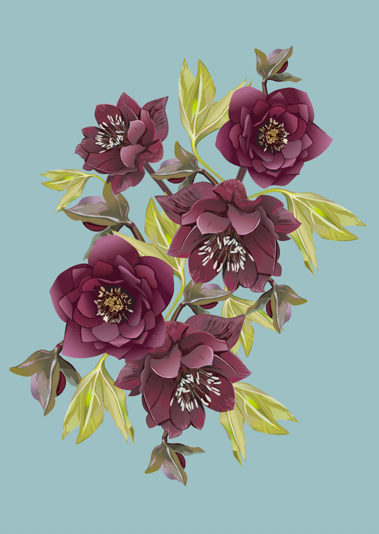 Hellebore Greeting Card