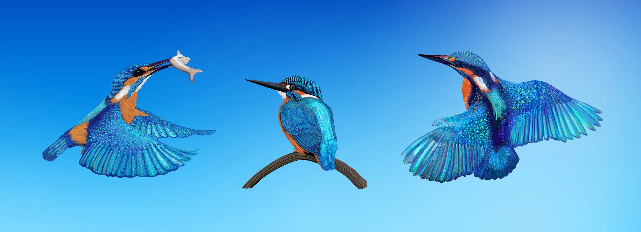 Three images of a blue kingfisher bird in flight against a clear blue sky.