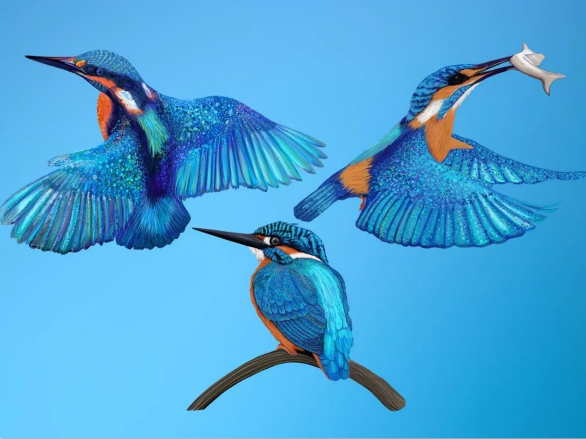 Trio of Kingfishers 3