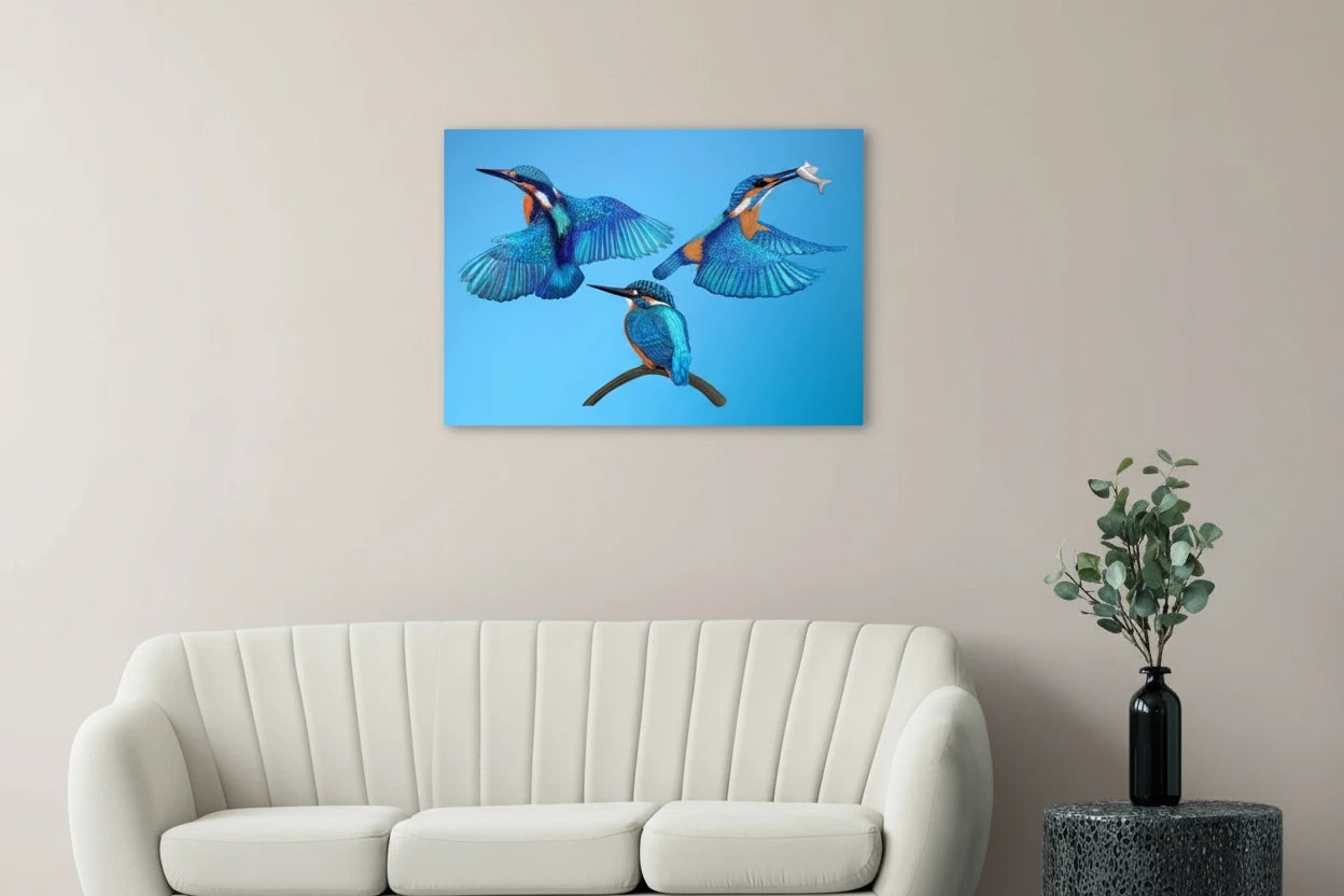 Trio of Kingfishers in Room