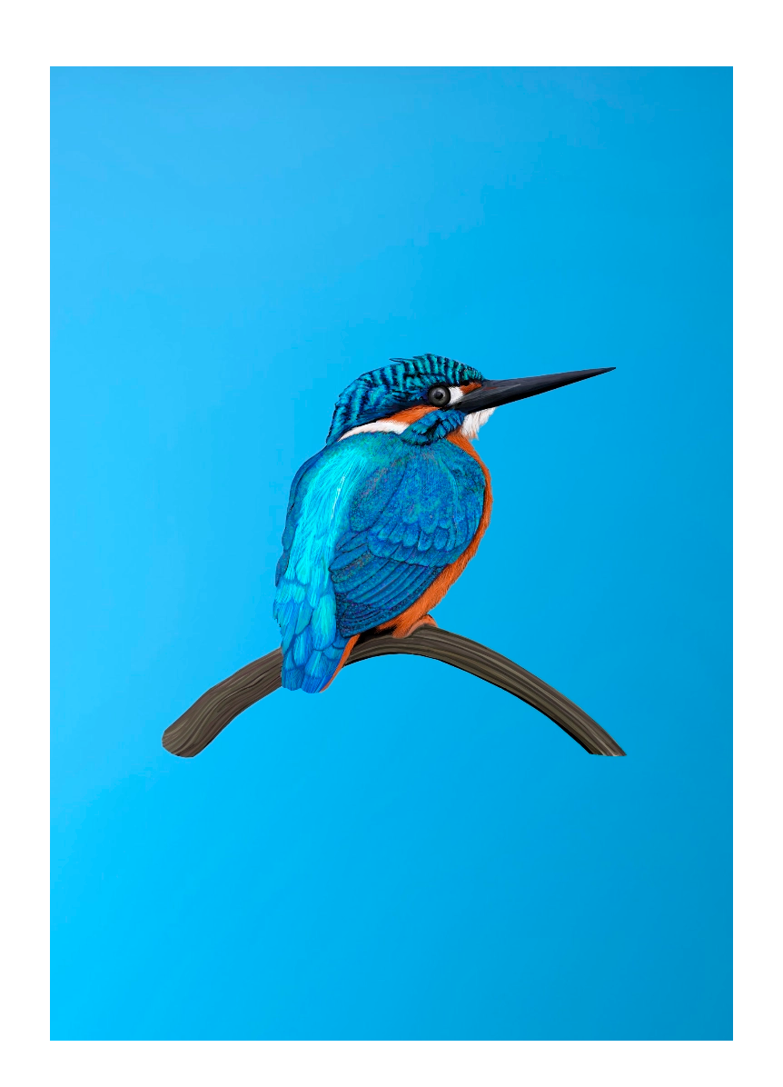A5 Kingfisher notebook illustrated by Cathy Whittall Artist and made from recycled paper