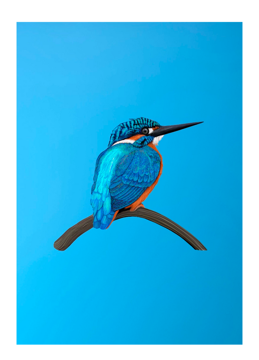 A5 Kingfisher notebook illustrated by Cathy Whittall and made from recycled paper