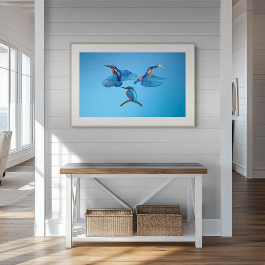 Trio of Kingfishers Fine Art Poster