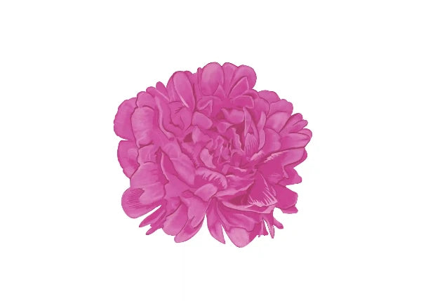 A single vibrant pink peony flower illustration centered on a plain white background.